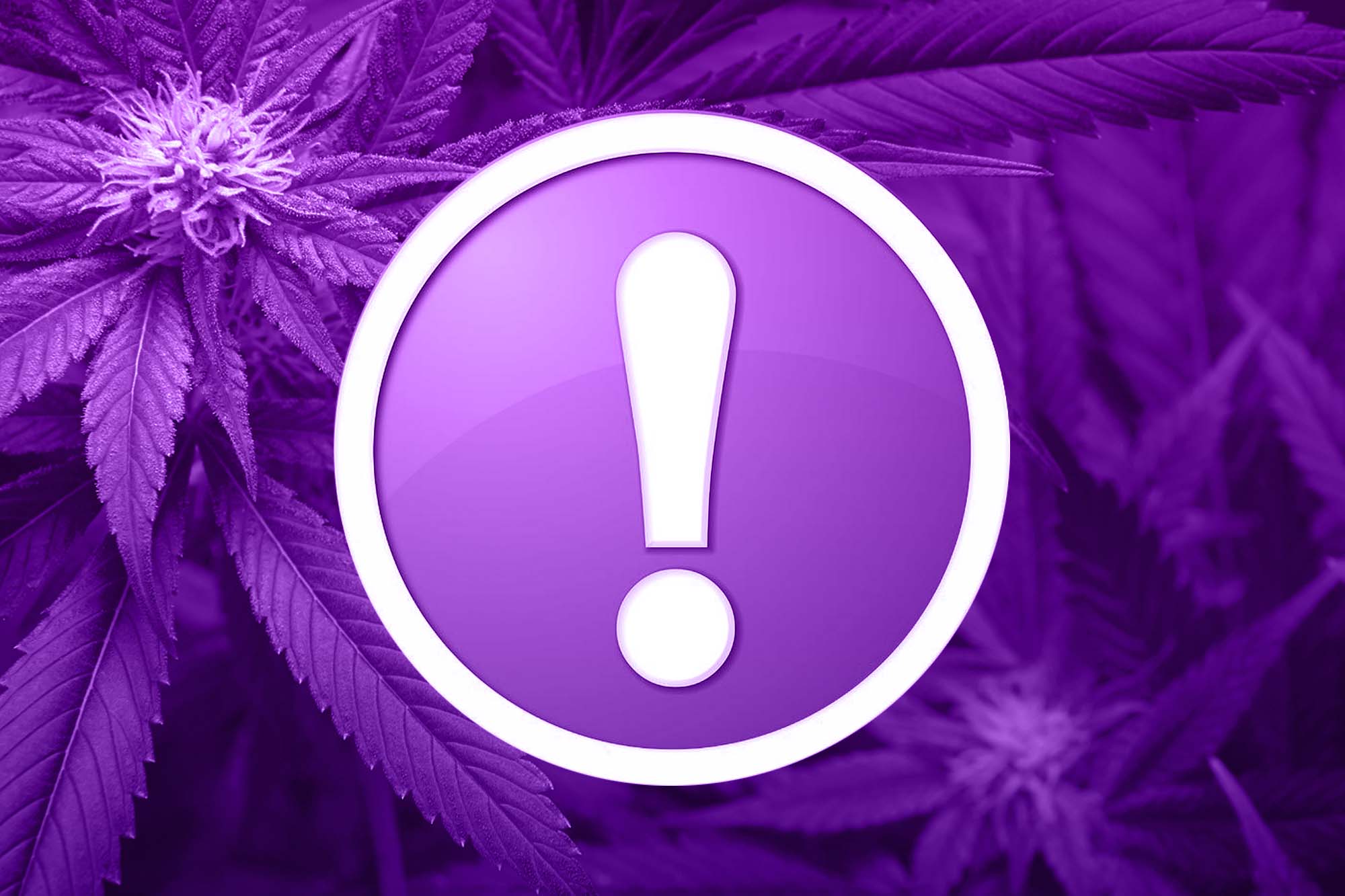 The Rise of Click and Collect Cannabis in Canada