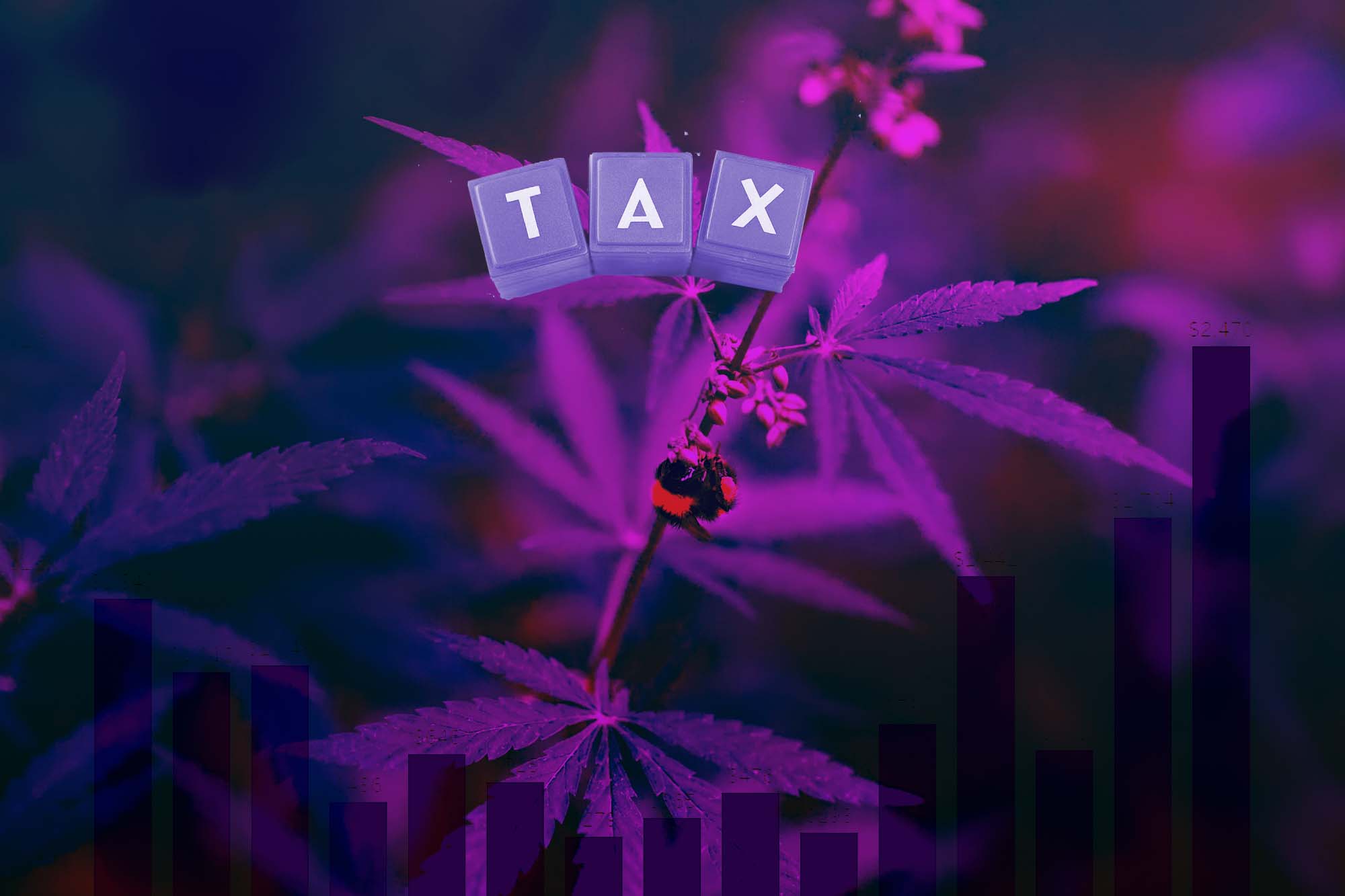 Legal Cannabis is Paying off Big Time for Governments Around the World